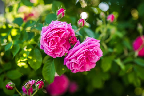 تصویر 4 از گل محمدی اصیل ایرانی الهام‌ بخش عطر سازان حرفه‌ ای جهان